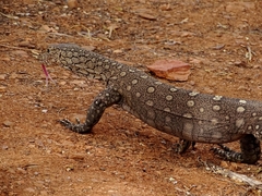 Varanus giganteus
