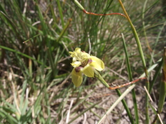 Moraea inconspicua