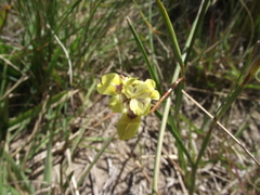 Moraea inconspicua