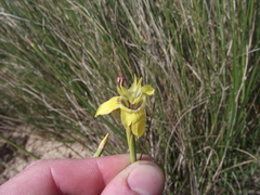 Moraea inconspicua