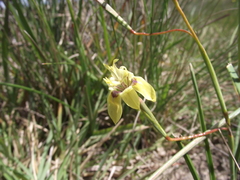 Moraea inconspicua