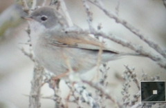 Curruca conspicillata