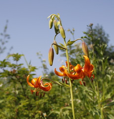 Lilium debile