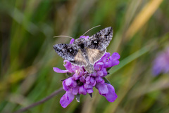 Syngrapha interrogationis