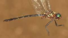 Somatochlora forcipata