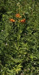 Lilium debile