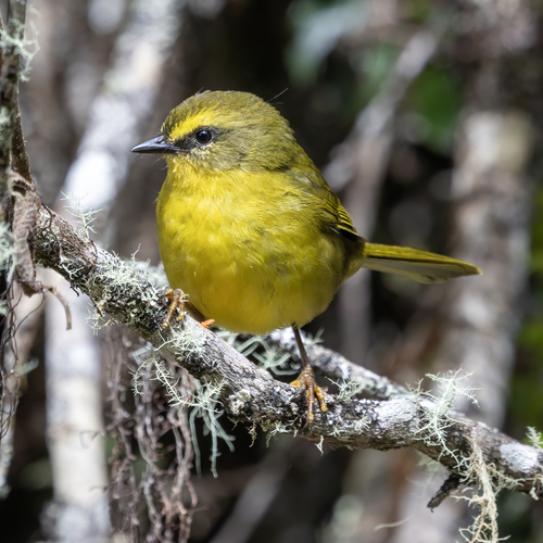Citrine Warbler (Myiothlypis luteoviridis)