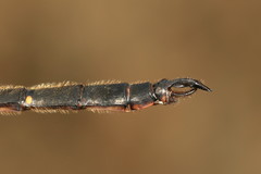 Somatochlora forcipata