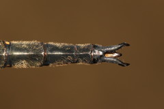 Somatochlora forcipata