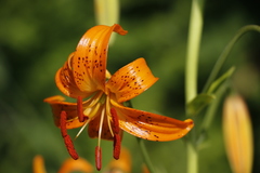 Lilium debile
