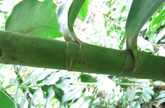 Costus guanaiensis tarmicus