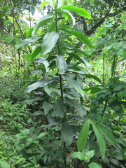 Costus guanaiensis tarmicus