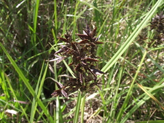 Cyperus nitidus
