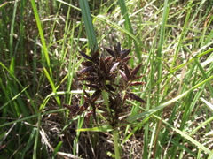 Cyperus nitidus