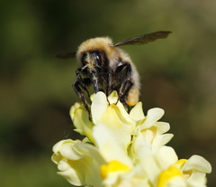 Bombus consobrinus