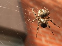 Araneus diadematus