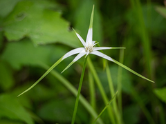 Rhynchospora colorata image