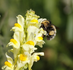 Bombus consobrinus