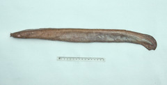 Eptatretus cirrhatus