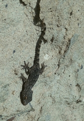 Tarentola angustimentalis