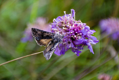 Syngrapha interrogationis