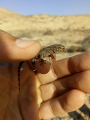 Tarentola angustimentalis