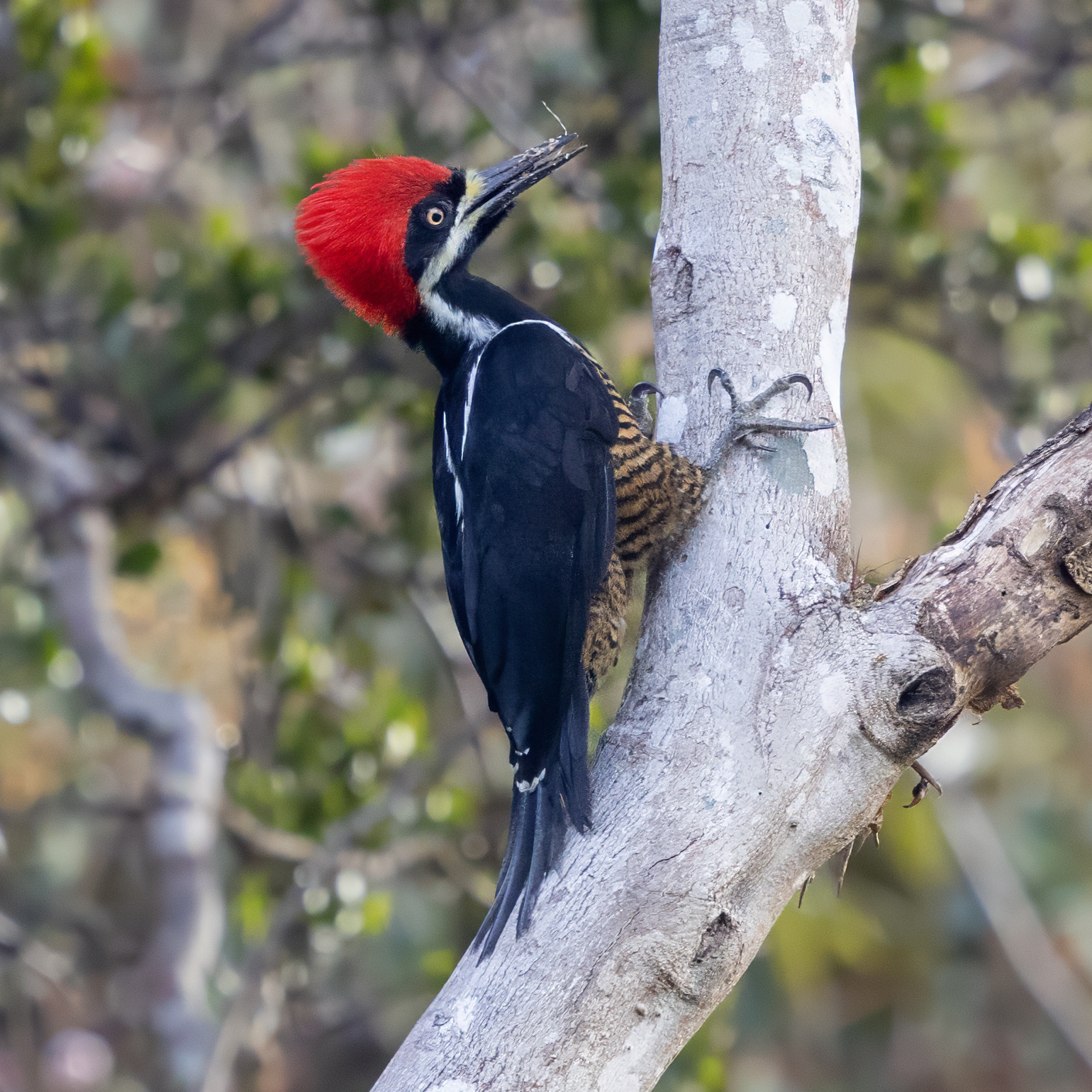Powerful Woodpecker (Campephilus pollens), photo 4