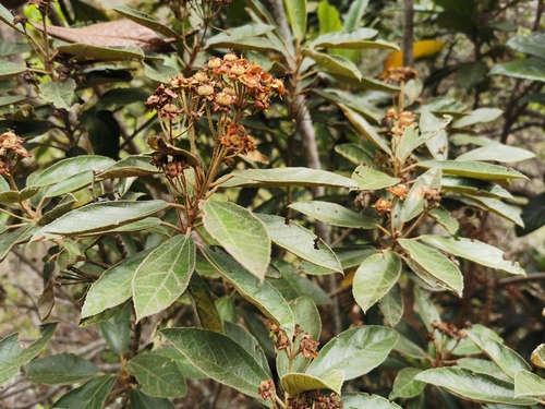 Dombeya image