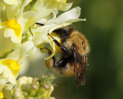 Bombus consobrinus