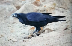 Corvus corax tingitanus