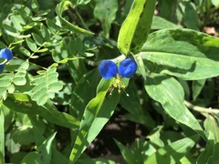 Commelina benghalensis
