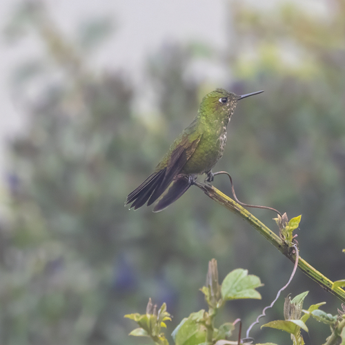 Viridian Metaltail (Metallura williami), photo 3