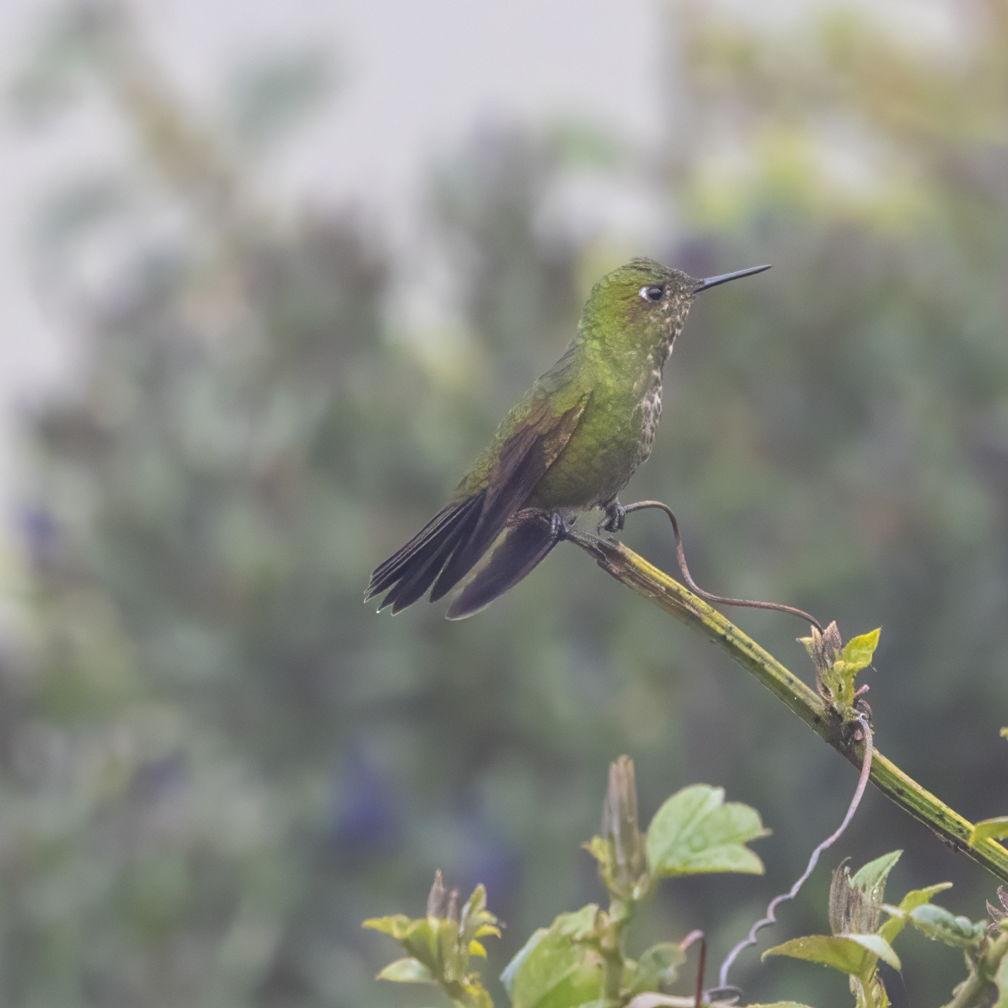 Viridian Metaltail (Metallura williami), photo 3