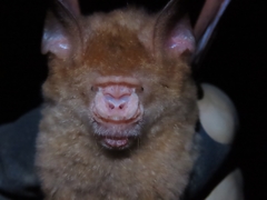 Hipposideros diadema