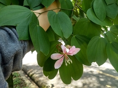 Bauhinia picta