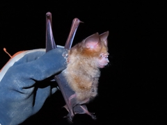 Hipposideros diadema