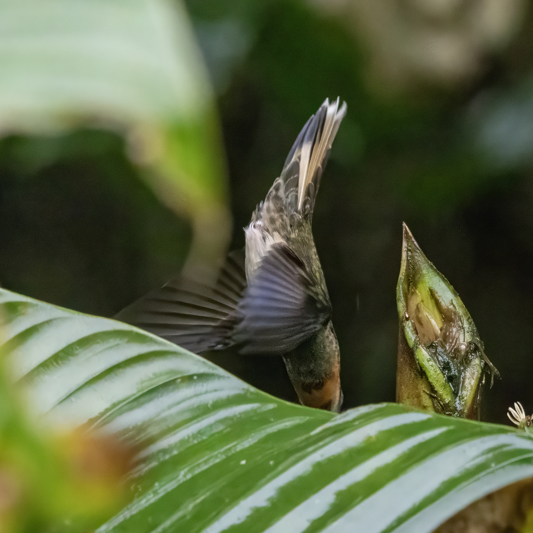 Pale-tailed Barbthroat (Threnetes leucurus), photo 2