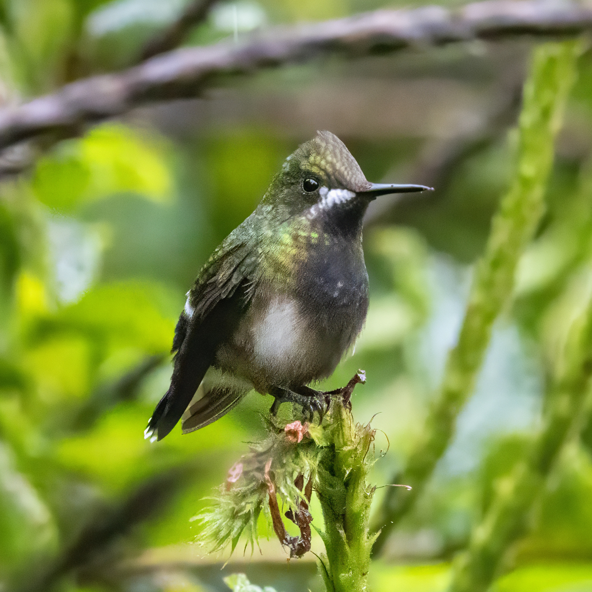 Wire-crested Thorntail (Discosura popelairii), photo 3