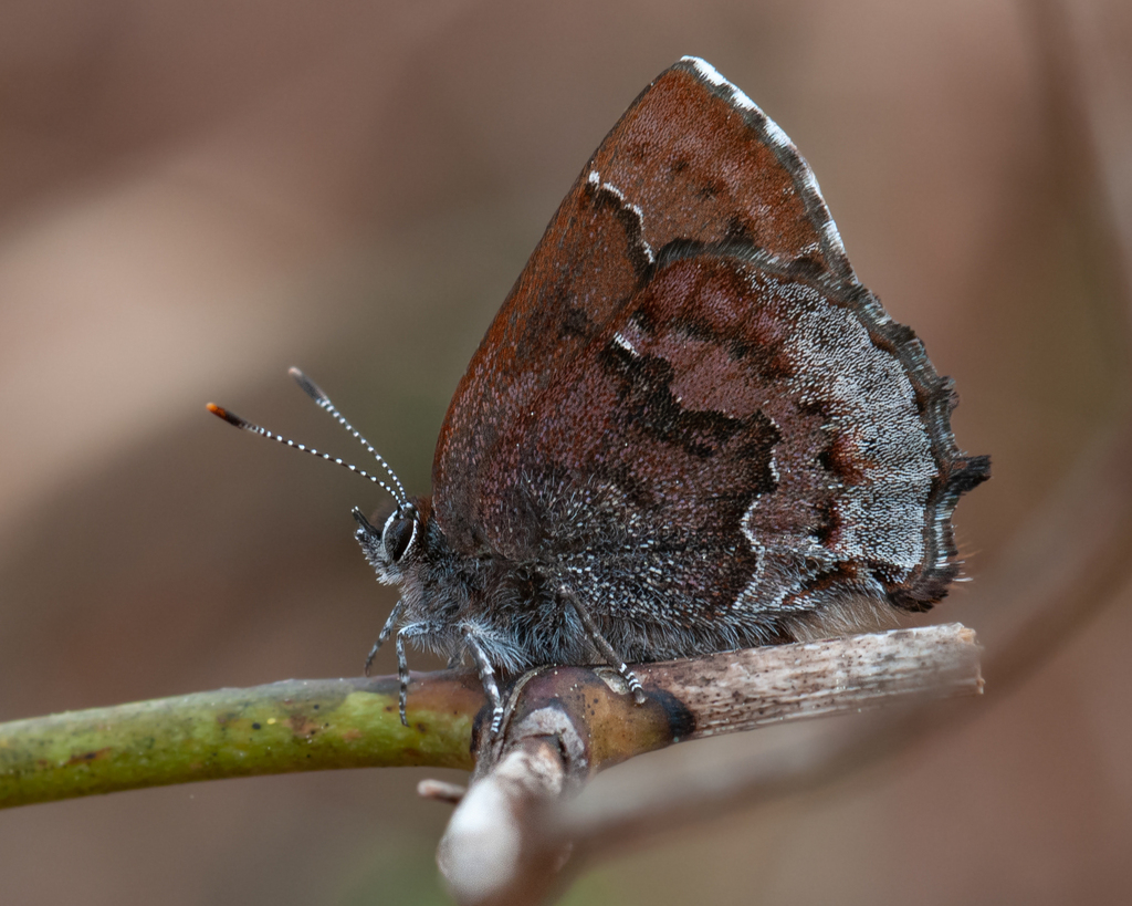 Frosted Elfin