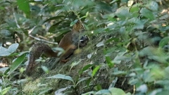 Sciurus deppei