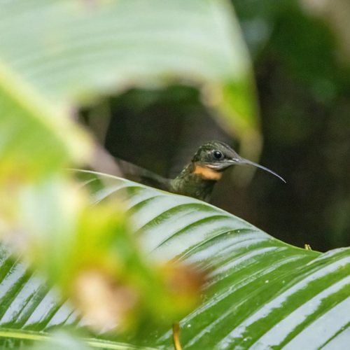Pale-tailed Barbthroat (Threnetes leucurus)