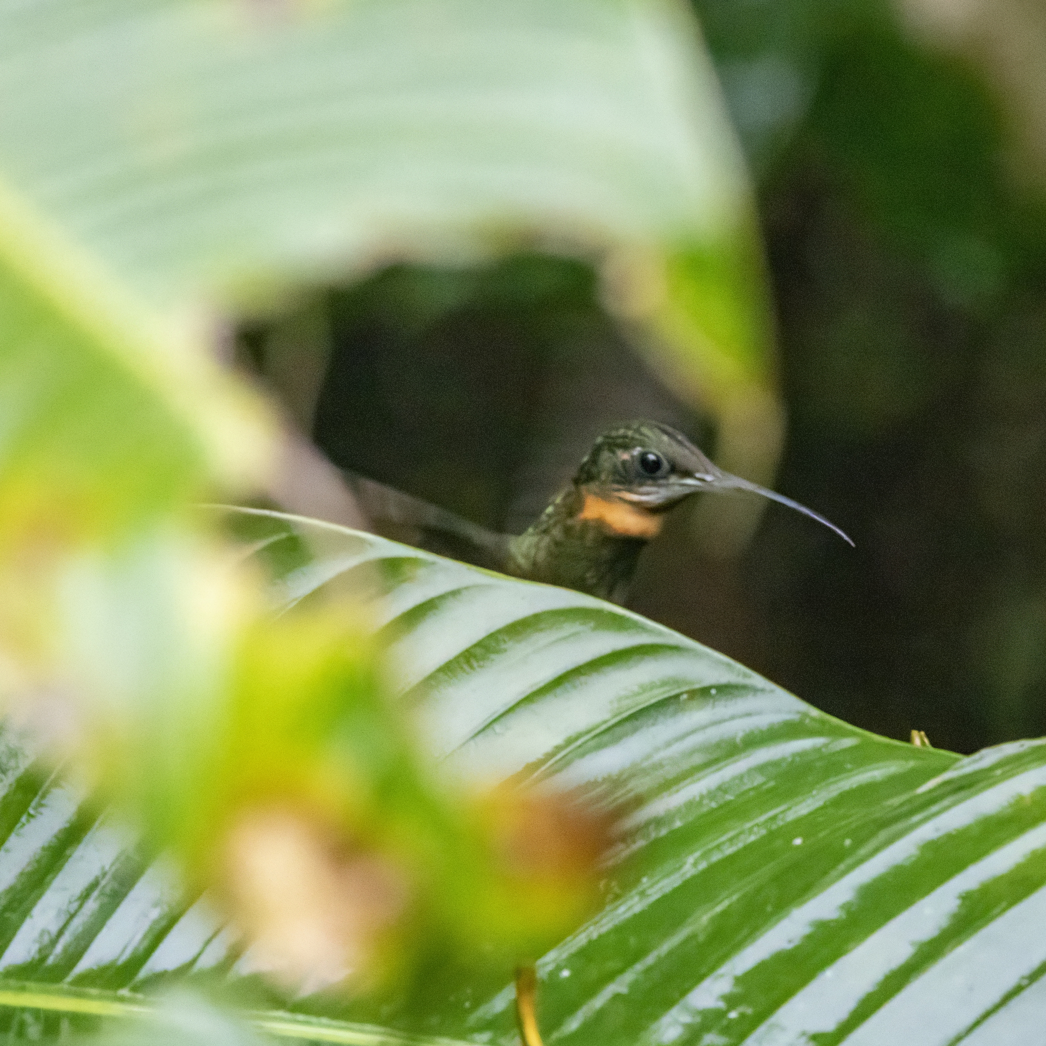 Pale-tailed Barbthroat (Threnetes leucurus), photo 1