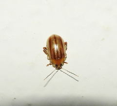 Walterianella sublineata