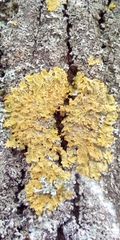 Xanthoria parietina