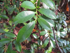 Eurya japonica