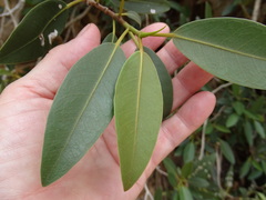 Ficus desertorum