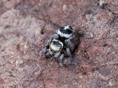 Pellenes geniculatus