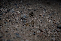 Uroplectes gracilior