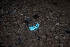 Uroplectes gracilior