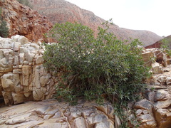 Ficus desertorum